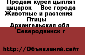 Продам курей цыплят,цицарок. - Все города Животные и растения » Птицы   . Архангельская обл.,Северодвинск г.